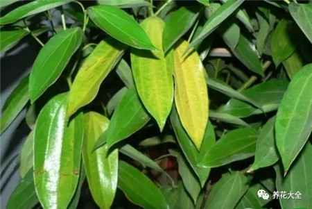 叶子花斑黄缺什么元素