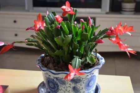 怎样把蟹爪兰的叶片养的肥厚些