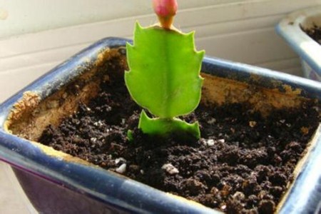 怎样把蟹爪兰的叶片养的肥厚些