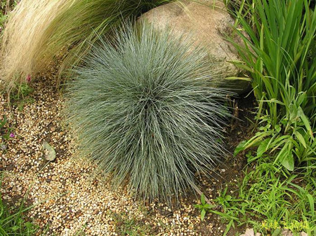 蓝羊茅怎么繁殖