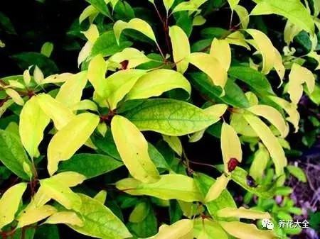 叶子花斑黄缺什么元素