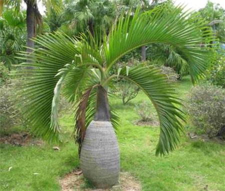 酒瓶椰子的三个特点是什么