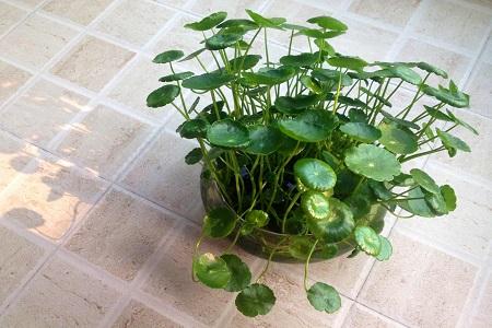 丙烯颜料有毒吗可以画在卧室