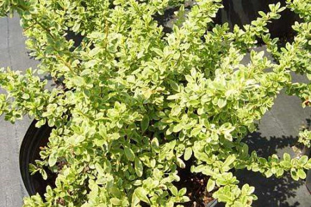 小丑火棘的养殖方法和注意事项是什么