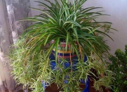 吊兰浇什么水可以变的土壤疏松