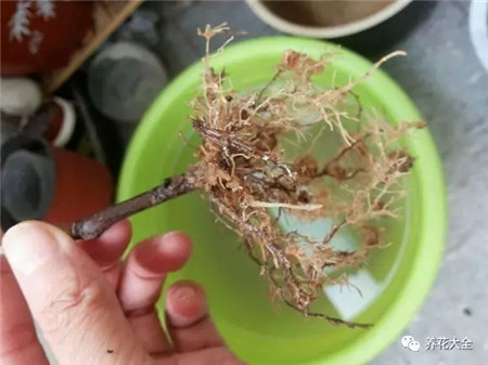 叶子花斑黄缺什么元素