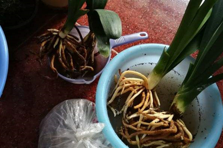 花盆什么程度算积水