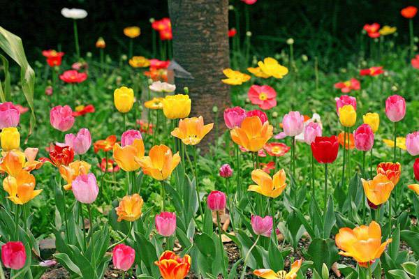 各种花卉在六月份如何管理(六月份 花)