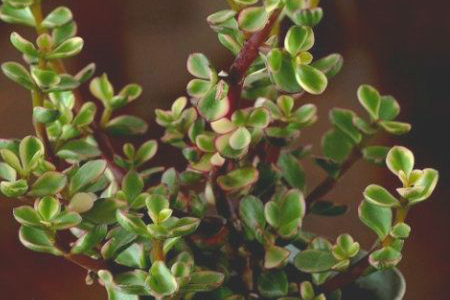 雅乐之舞叶子发蔫怎么办