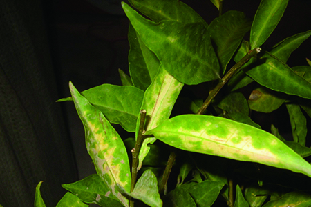 双色茉莉叶子发黄怎么办?