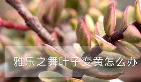 雅乐之舞叶子变黄这样做轻松救活(雅乐之舞叶子发蔫怎么办)