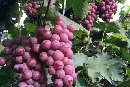 在北方葡萄树怎么过冬冬