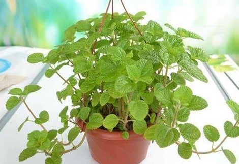 家里面放什么树