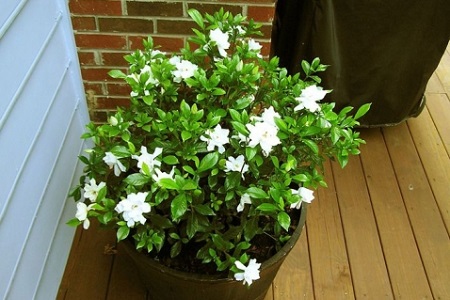 盆栽栀子花的养殖用什么土