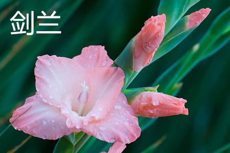 墨兰和箭兰的区别