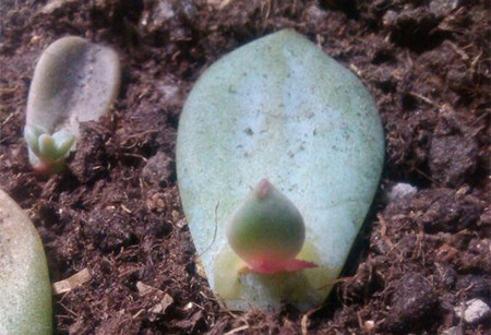 白凤叶插多久发芽