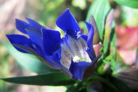 龙胆草的栽培技术与管理