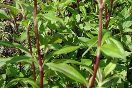 龙胆草的栽培技术与管理