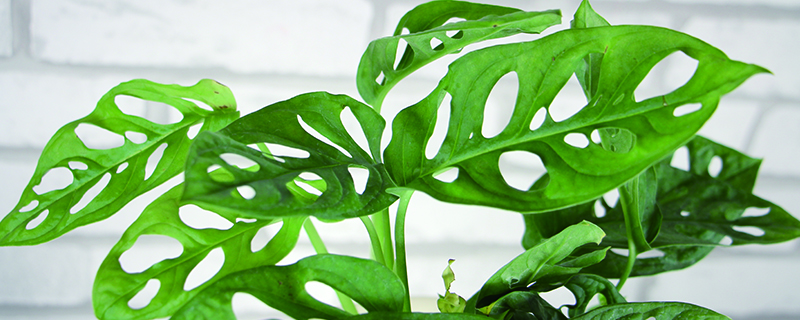 龟背竹怎么进行水培水培能养活吗(龟背竹水培好养活吗)