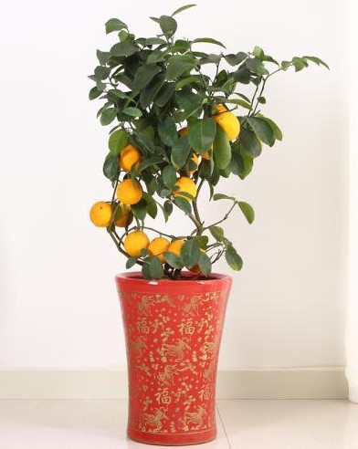 家里面放什么树