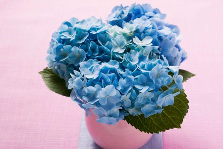 盆栽八仙花换盆及修剪方法图解