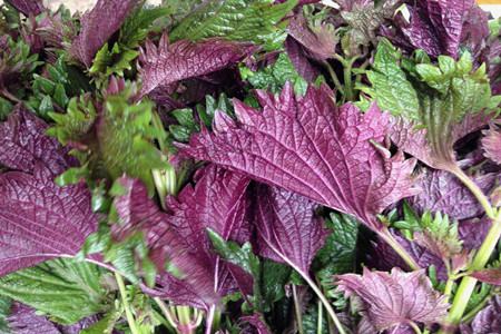 白芷的功效与作用