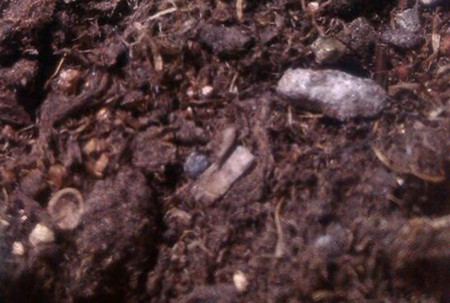 白凤叶插多久发芽