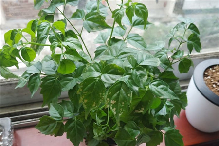 幸福树叶子卷曲下垂怎么补救