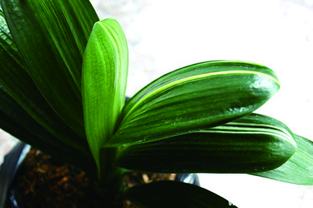 鞍山君子兰和长春君子兰的区别