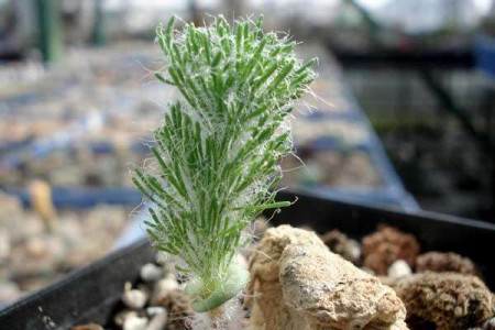 雾冰玉是否一年四季都长