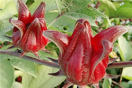 洛神花茶功效与作用茶的功效与作用