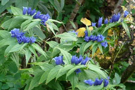 龙胆草的栽培技术与管理