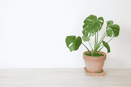 龟背竹的花语是什么