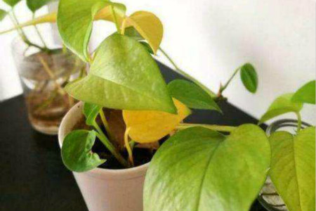 绿萝枯萎了怎么回事