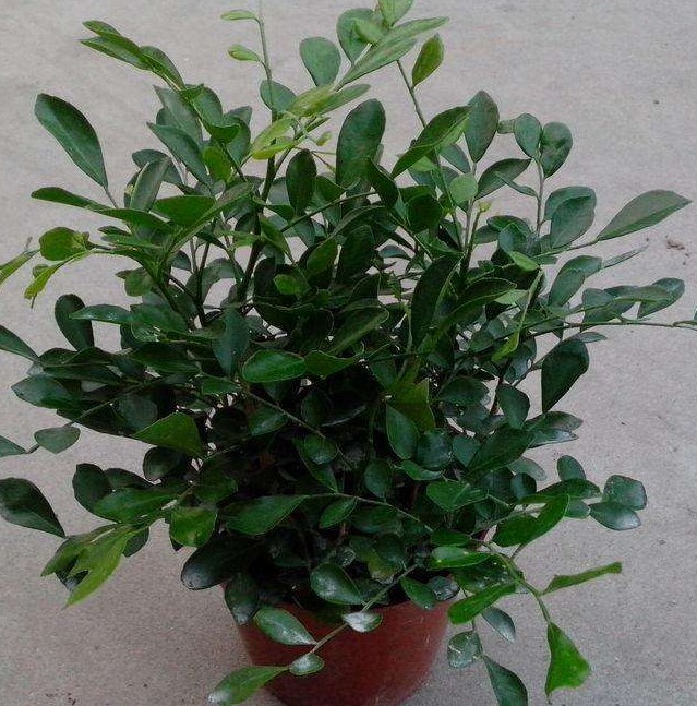 家里面放什么树