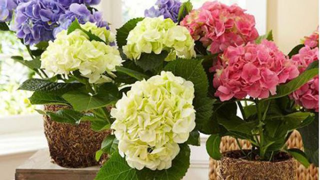 盆栽八仙花换盆及修剪方法(盆栽八仙花换盆及修剪方法图解)