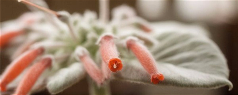 月宴叶子发黄怎么办补救处理方法黄叶枯萎的原因(月宴的花语)