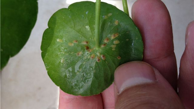 铜钱草生虫子咋办常见虫害的防治清除方法(铜钱草生小虫怎么办)