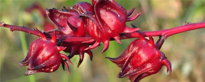 洛神花茶的功效、作用与禁忌(洛神花茶功效与作用茶的功效与作用)