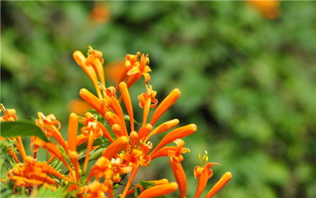 秋季养花常识大全