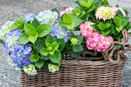 盆栽八仙花换盆及修剪方法图解