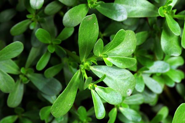 马齿苋的美味做法(马齿苋怎么做吃)