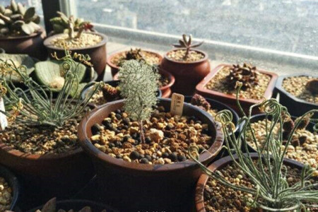 雾冰玉是否一年四季都长