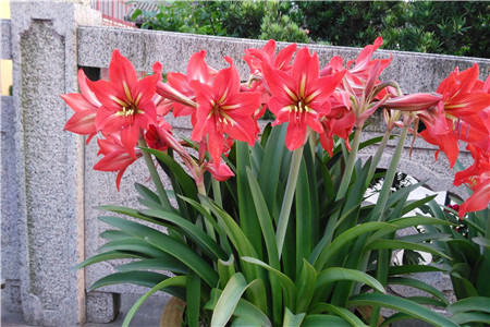 蜡封朱顶红怎么养