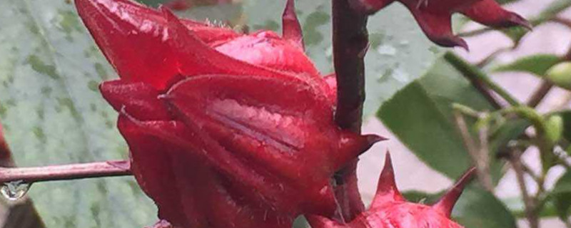 洛神花是什么花洛神花图片(洛神花是什么东西?)