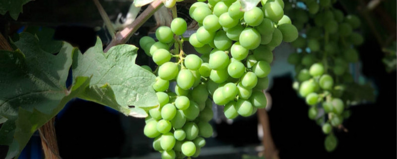 北方葡萄树冬天怎么保暖零下几度埋土(在北方葡萄树怎么过冬冬)