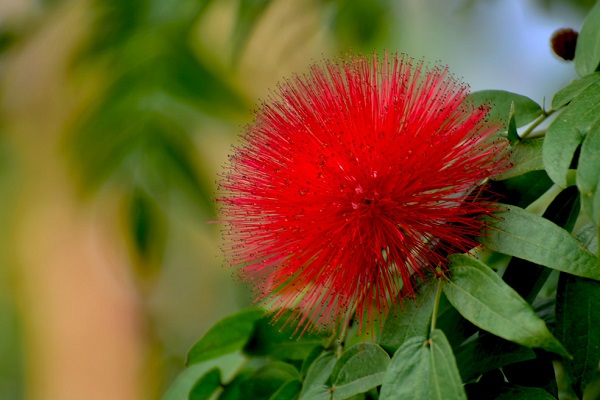 朱缨和粉扑花的区别(朱缨花的功效与作用有毒吗)