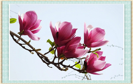 紫玉兰生虫了怎么办常见的病虫害及其防治方法