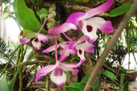 金钗石斛的功效与作用看看生长图片