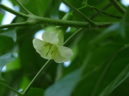 绿宝树图片价格